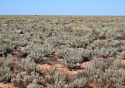 Saltbush